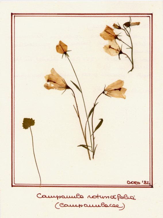 Campanula rotundifolia