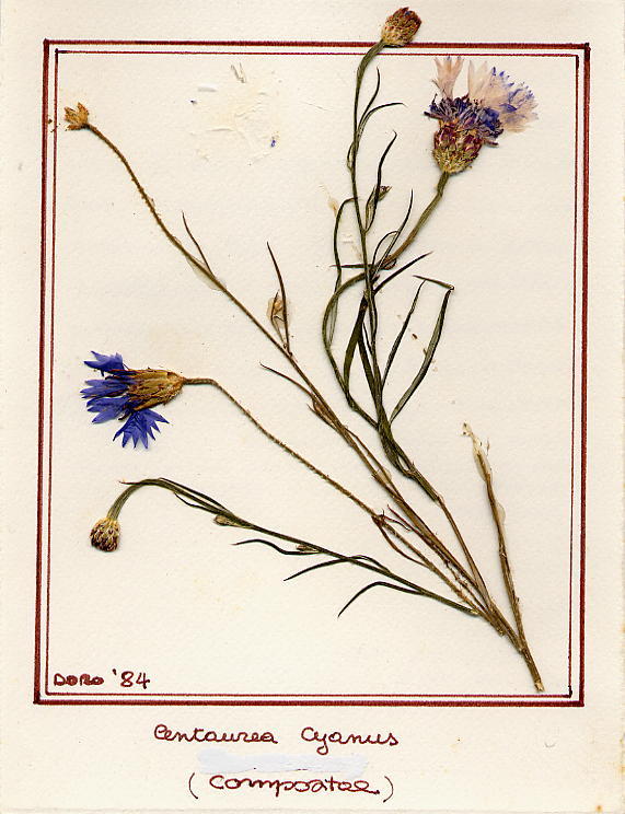 Centaurea cyanus