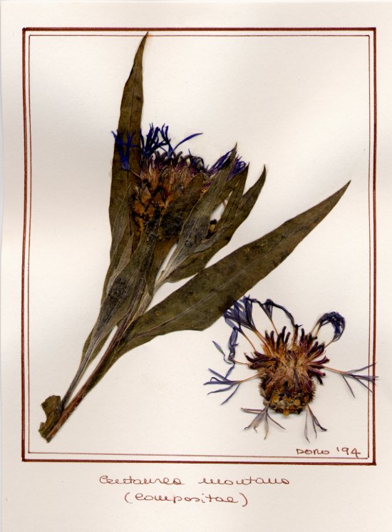 Centaurea montana