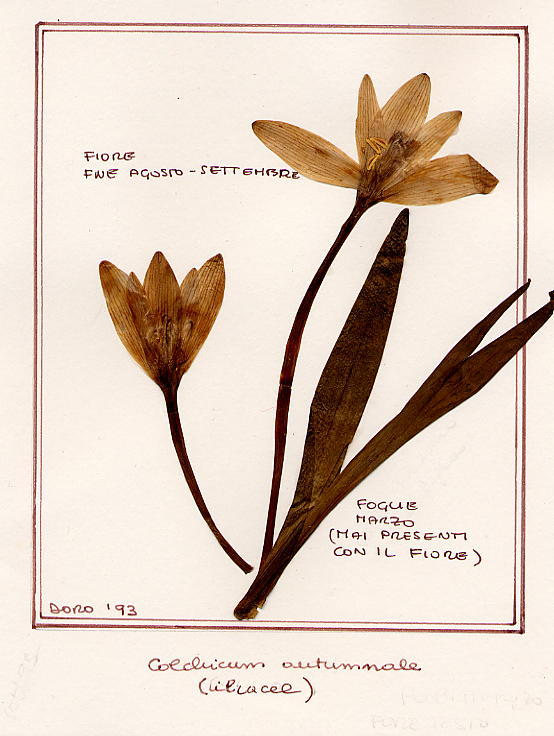 Colchicum autumnale