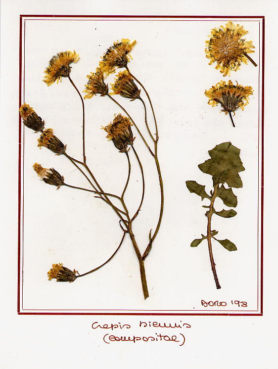 Crepis biennis