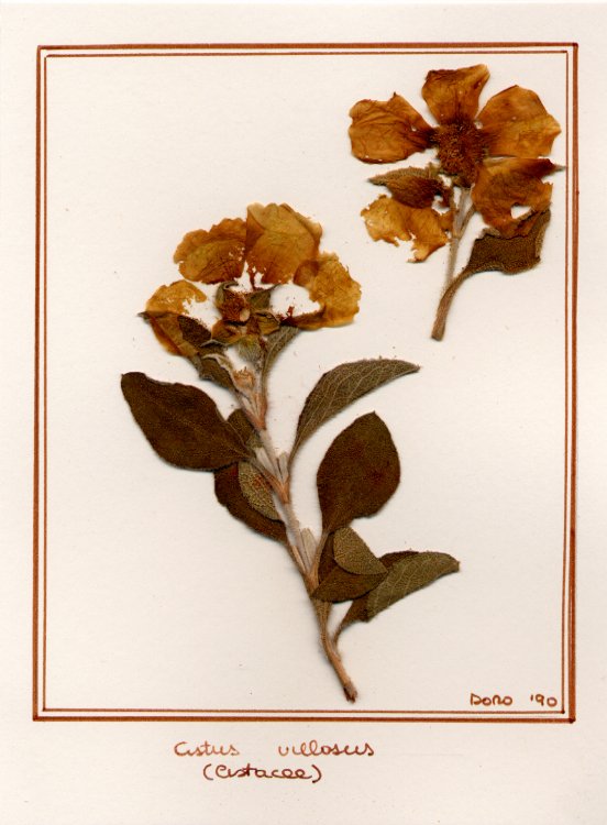 Cistus villosus