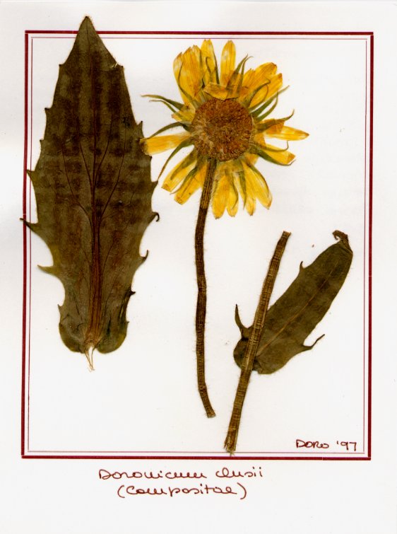 Doronicum clusii