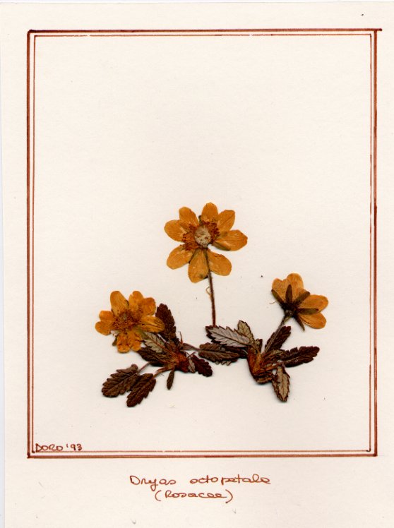 Dryas octopetala