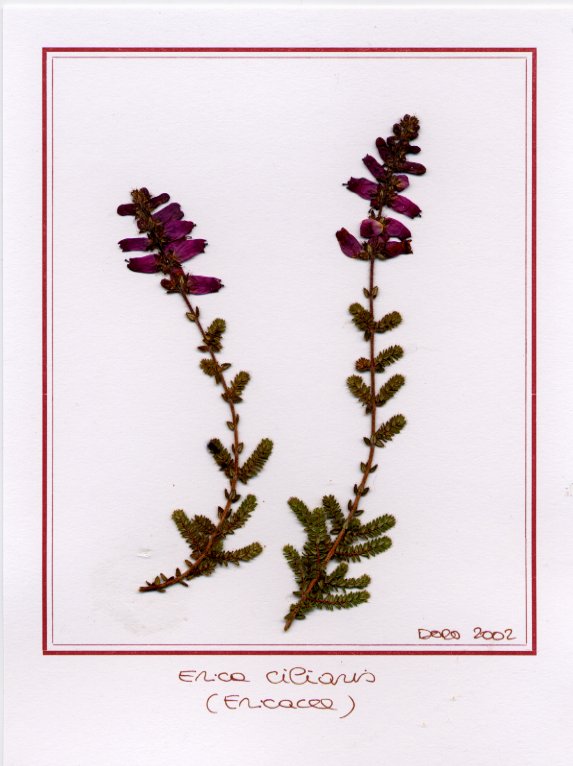 Erica ciliaris