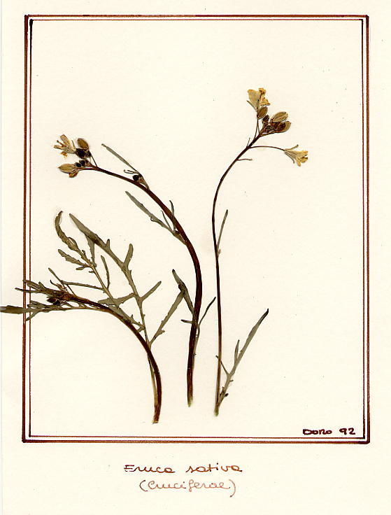 Eruca sativa