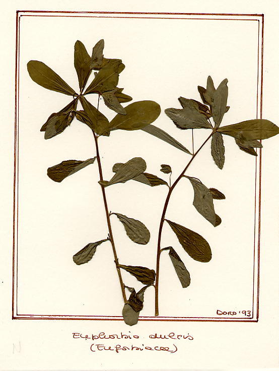 Euphorbia dulcis
