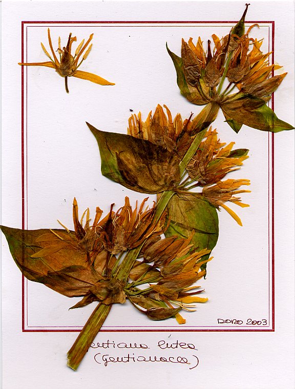 Gentiana lutea