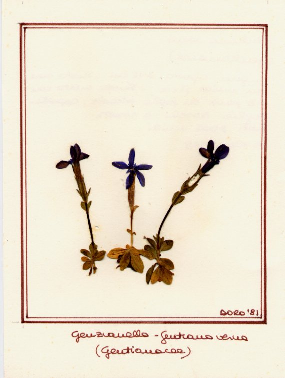 Gentiana verna