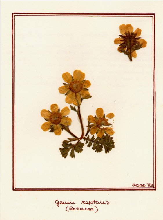 Geum reptans