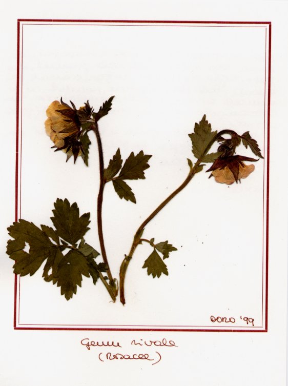 Geum rivale