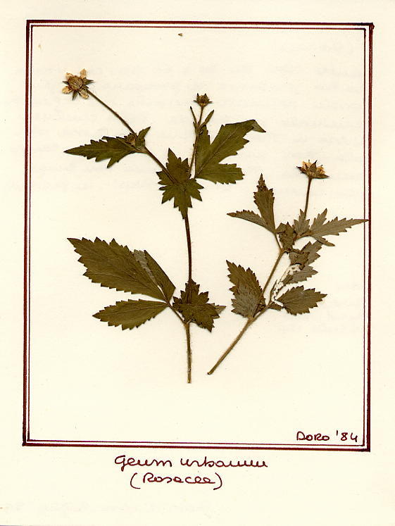 Geum urbanum