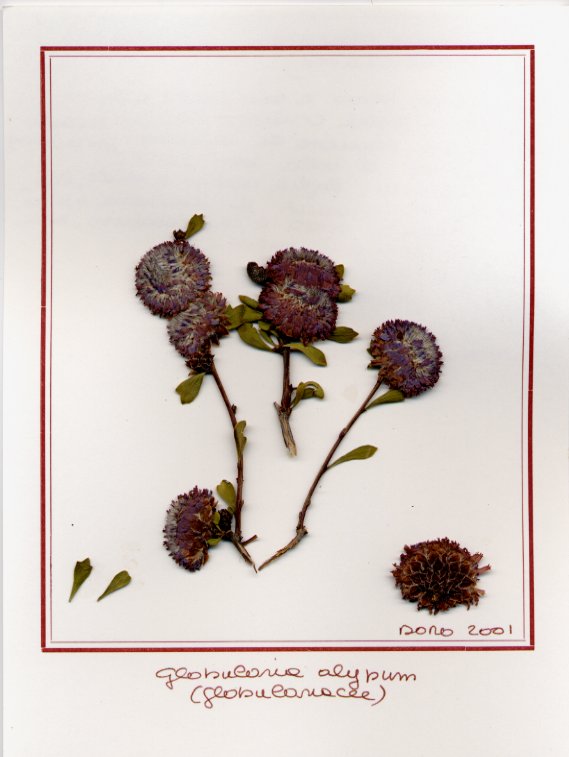 Globularia alypum