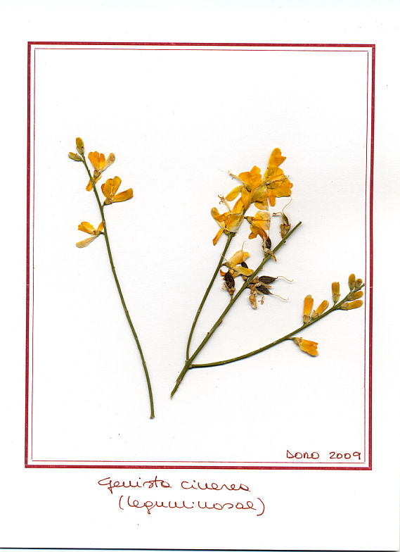 Genista cinerea