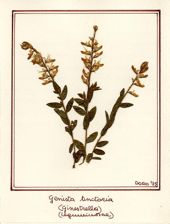Genista tinctoria