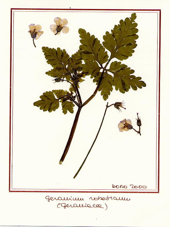 Geranium robertianum