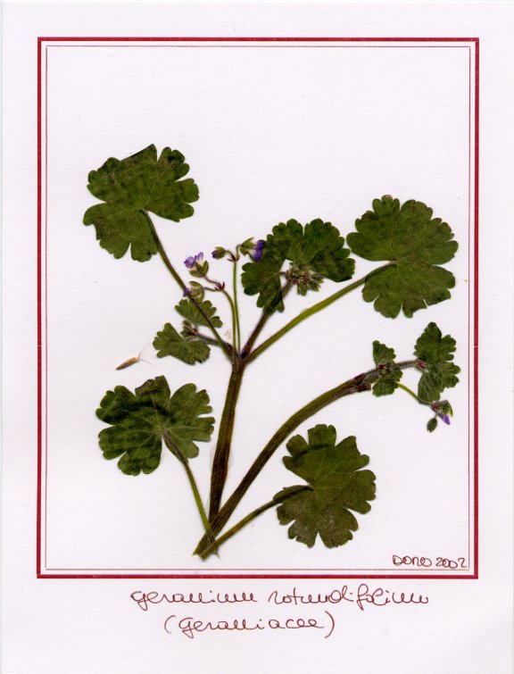 Geranium rotundifolium