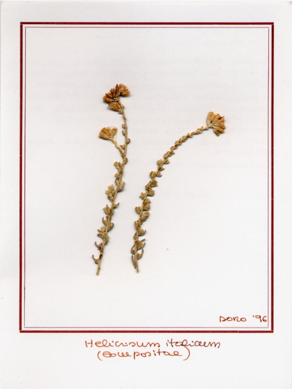 Helicrisum italicum