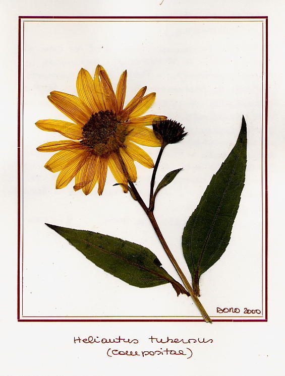 Helianthus tuberosus