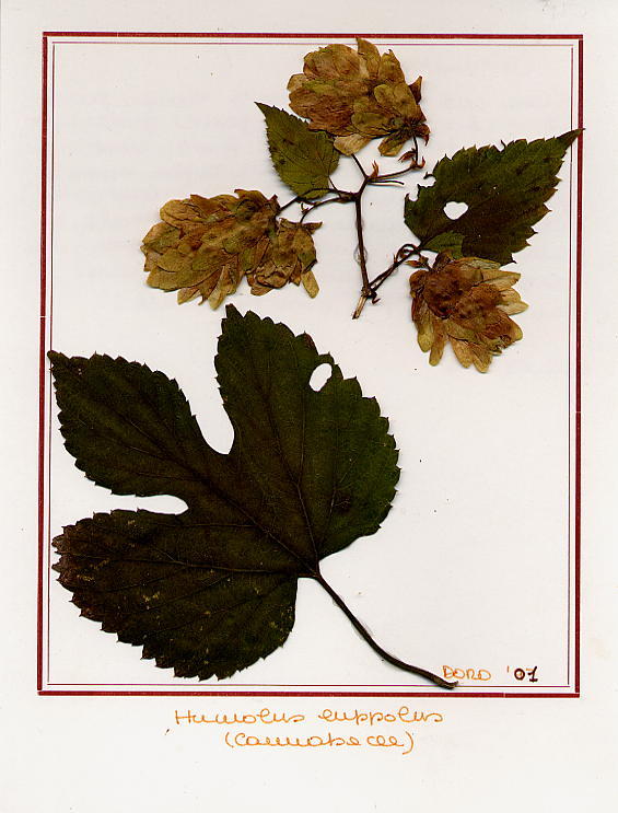 Humulus luppolus