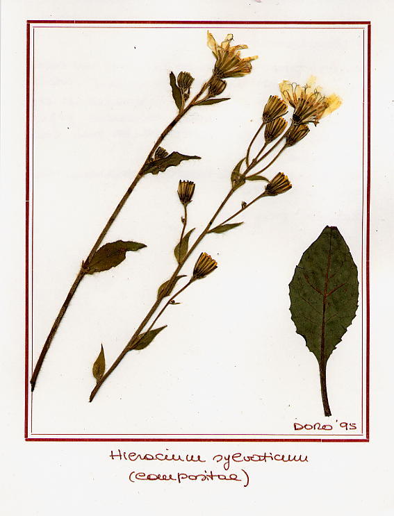 Hieracium sylvaticum