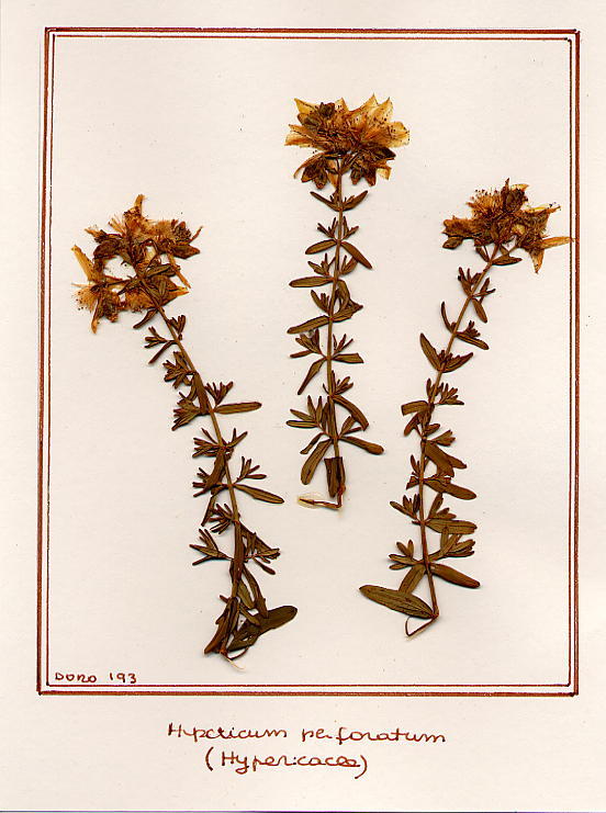 Hypericum perforatum