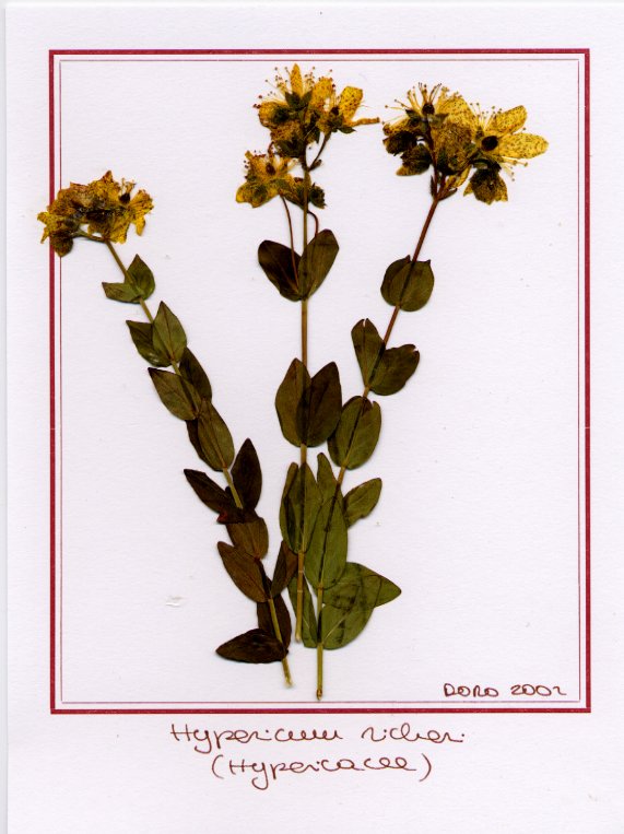 Hypericum richeri