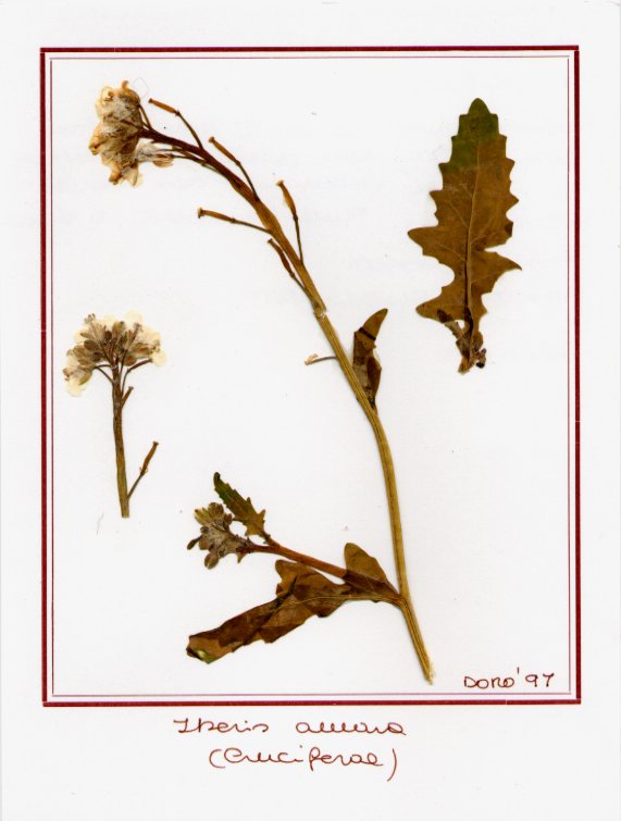 Iberis amara