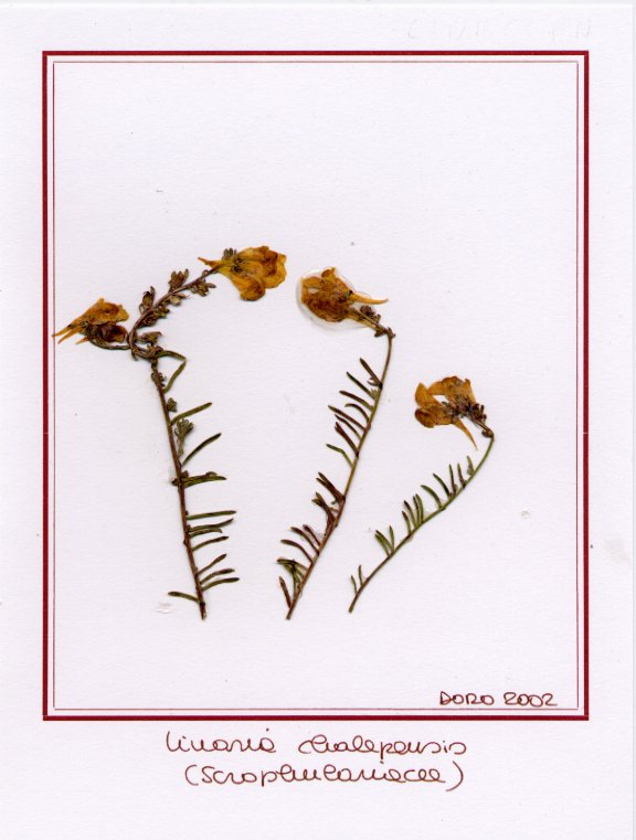 Linaria chalepensis