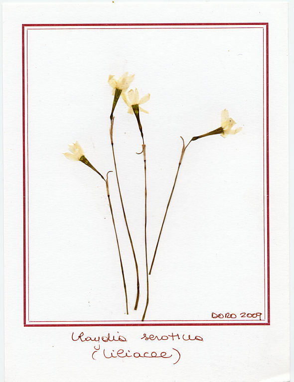 Lloydia serotina