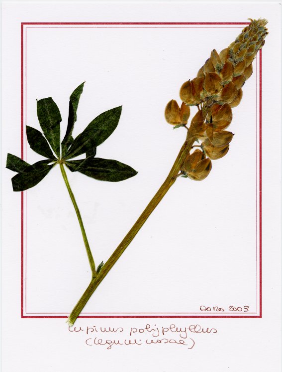 Lupinus polyphyllus