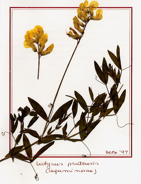 Latyrus pratensis