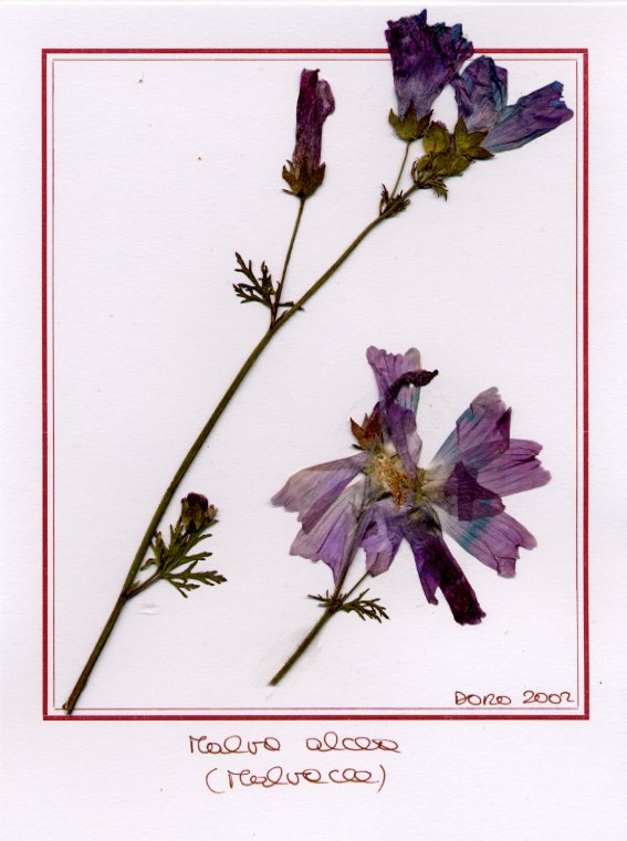 Malva alcea