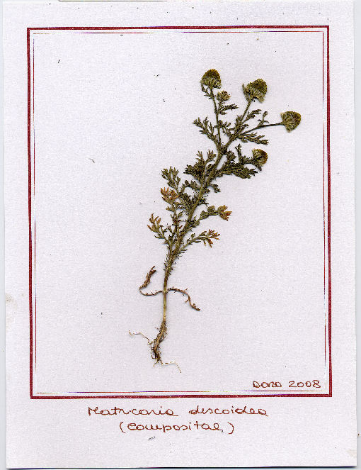 Matricaria discoidea