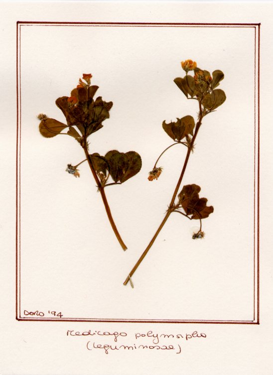 Medicago polymorpha