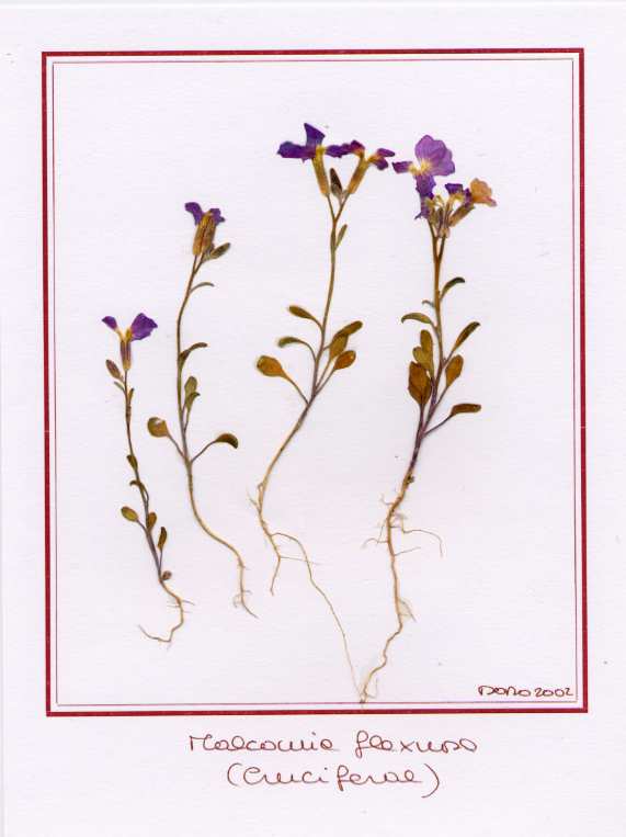 Malcomia flexuosa