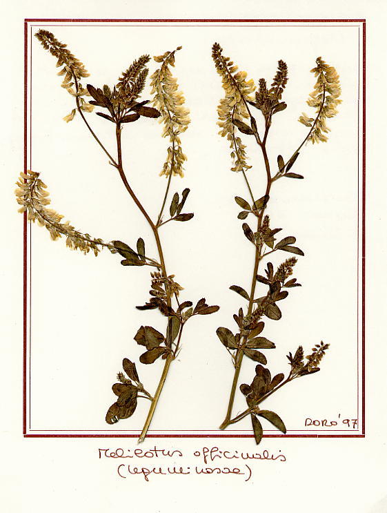 Melilotus officinalis