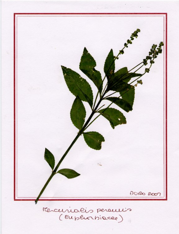 Mercurialis perennis