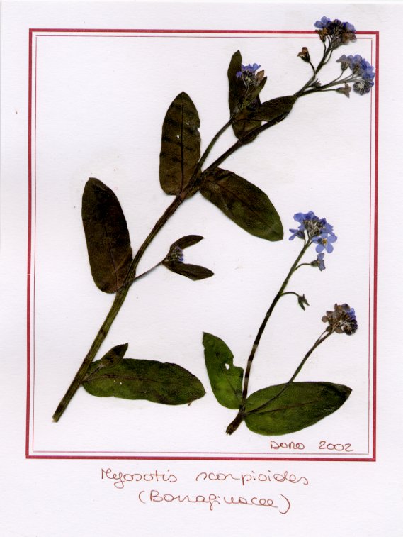 Myosotis scorpiodes