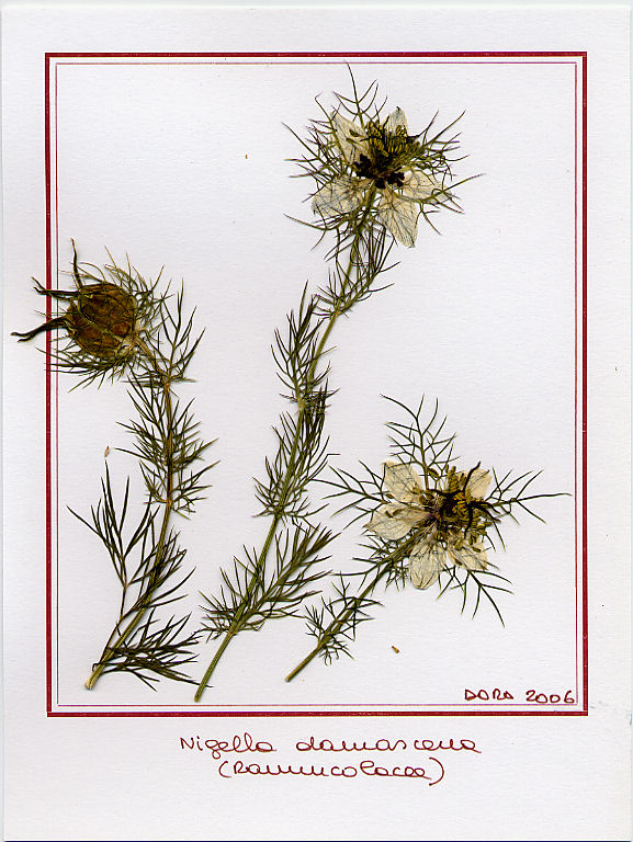 Nigella damascena