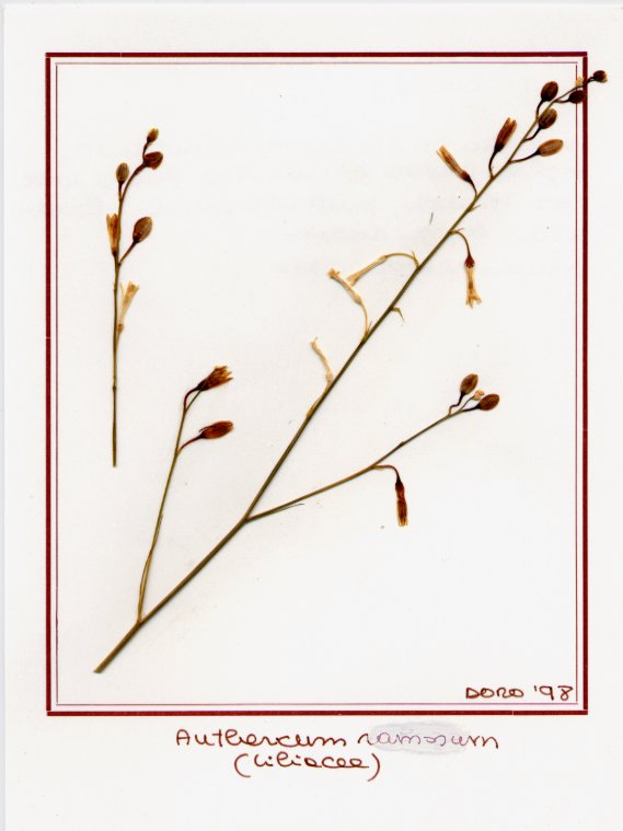 Anthericum ramosum