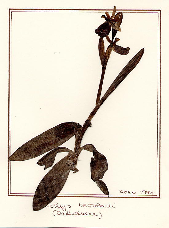 Ophrys bertolonii