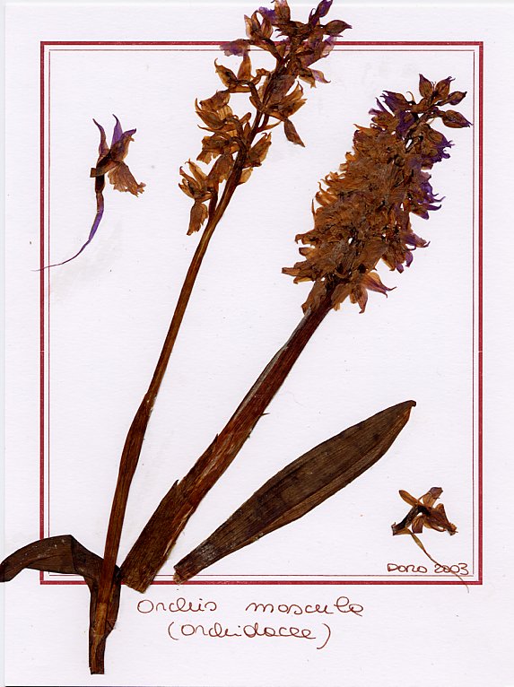 Orchis mascula