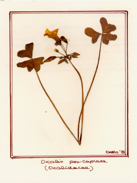 Oxalis pes caprae