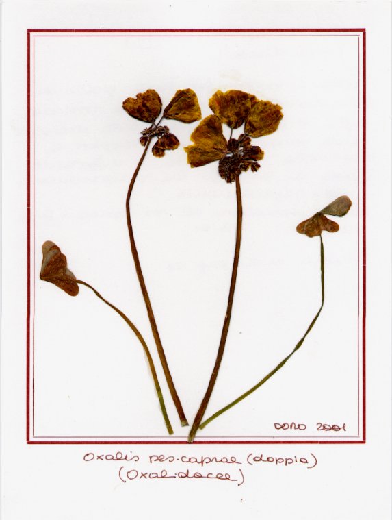 Oxalis pes caprae doppio