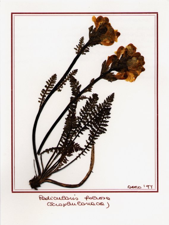 Pedicularis foliosa