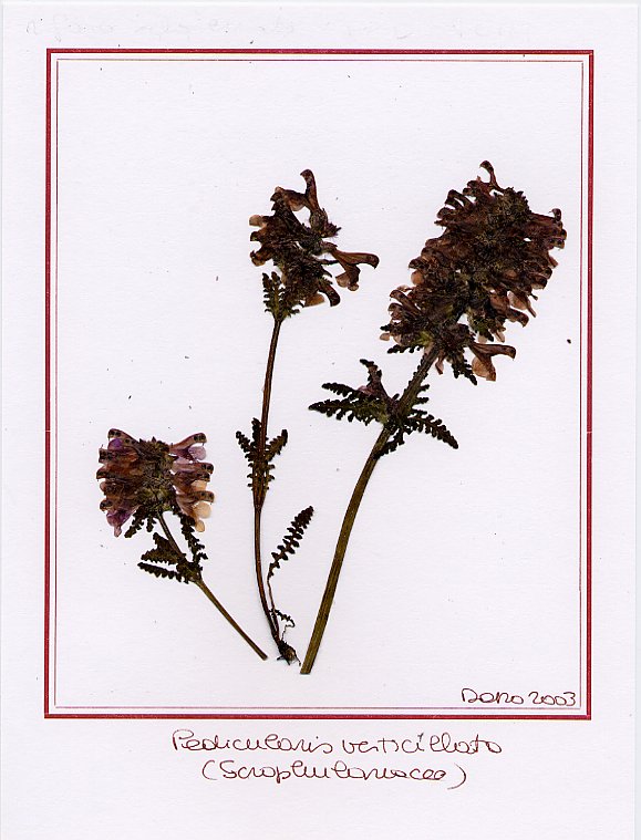 Pedicularis verticillata