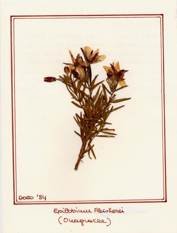 Epilobium fleisherei