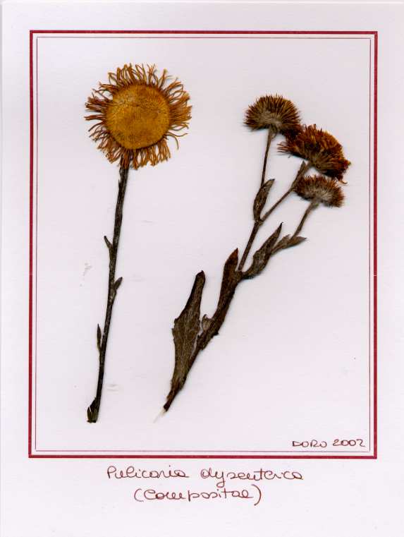 Pulicaria dysenterica