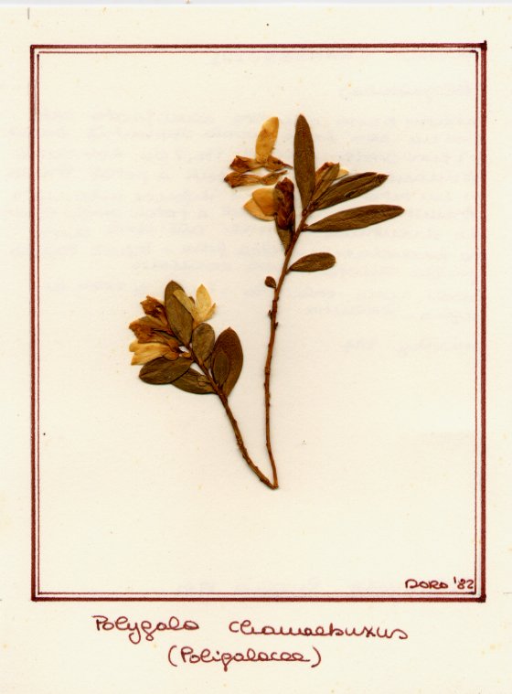 Polygala chamaebuxus